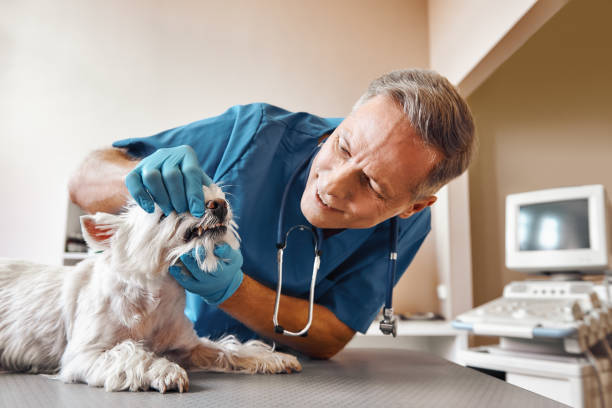 Best Walk-In Emergency Dental Services in Cross Plains, WI
